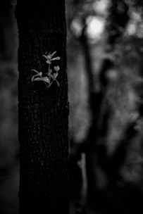 A before-and-after comparison showcasing background removal results.