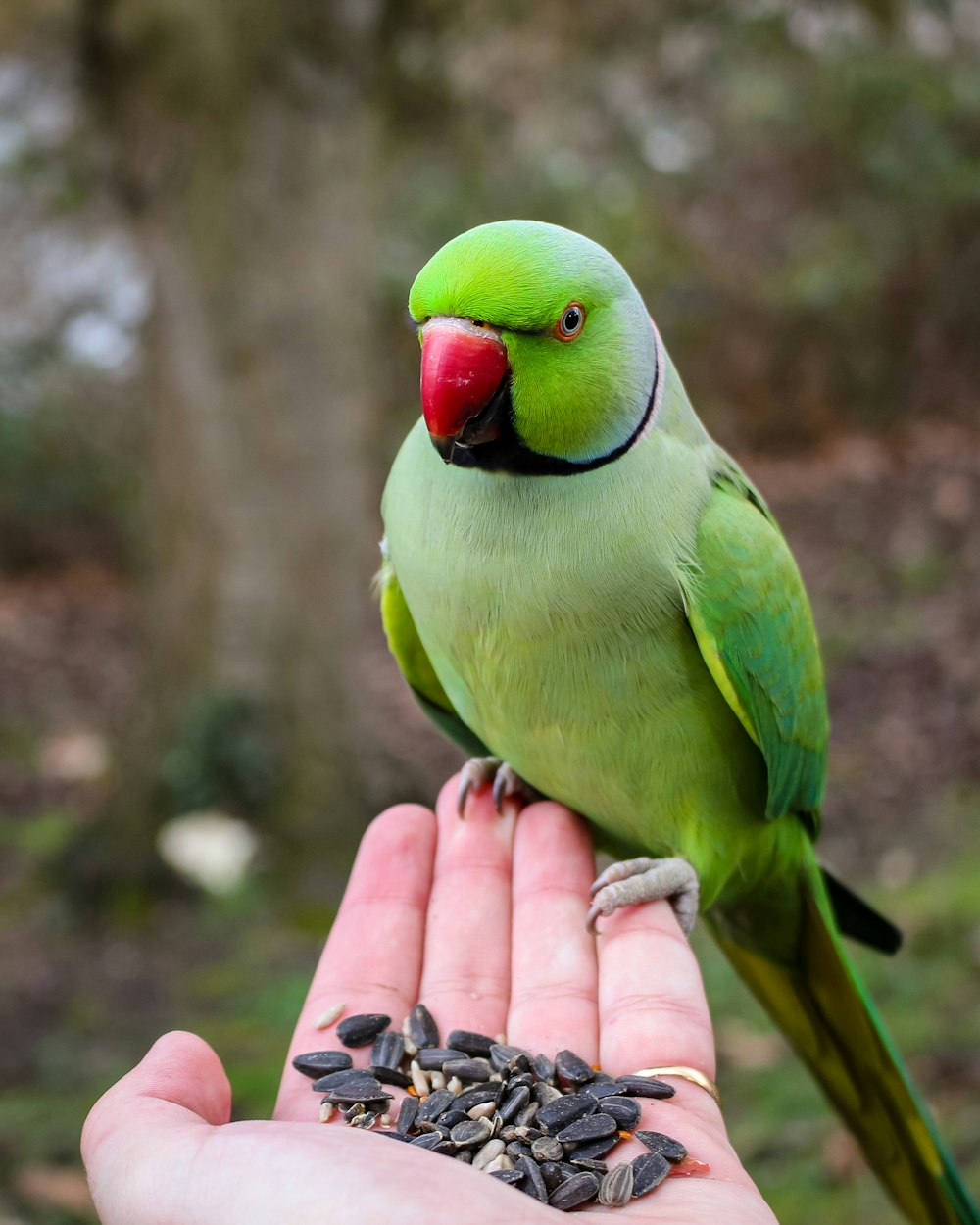 oiseau vert sur la main des personnes