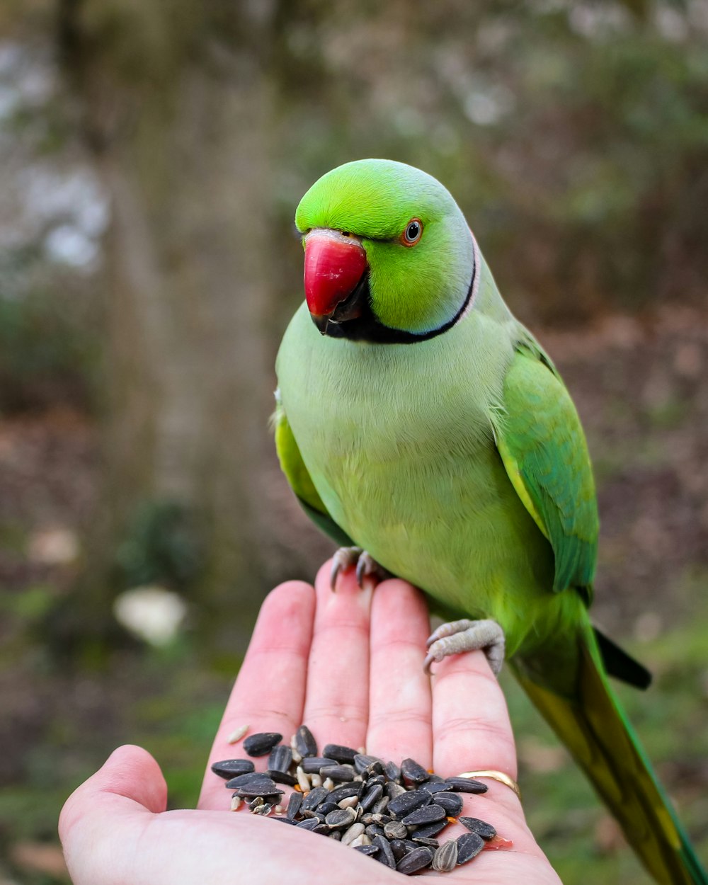 green bird on persons hand