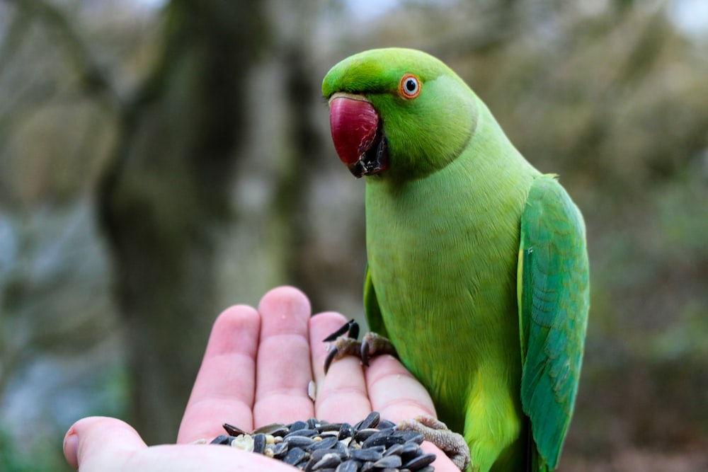 人の手に緑の鳥