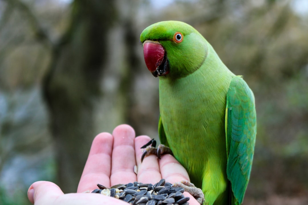 A green parrot on a human hand.