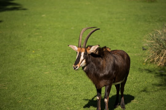 brown and black animal on green grass field during daytime in Temaikèn Argentina