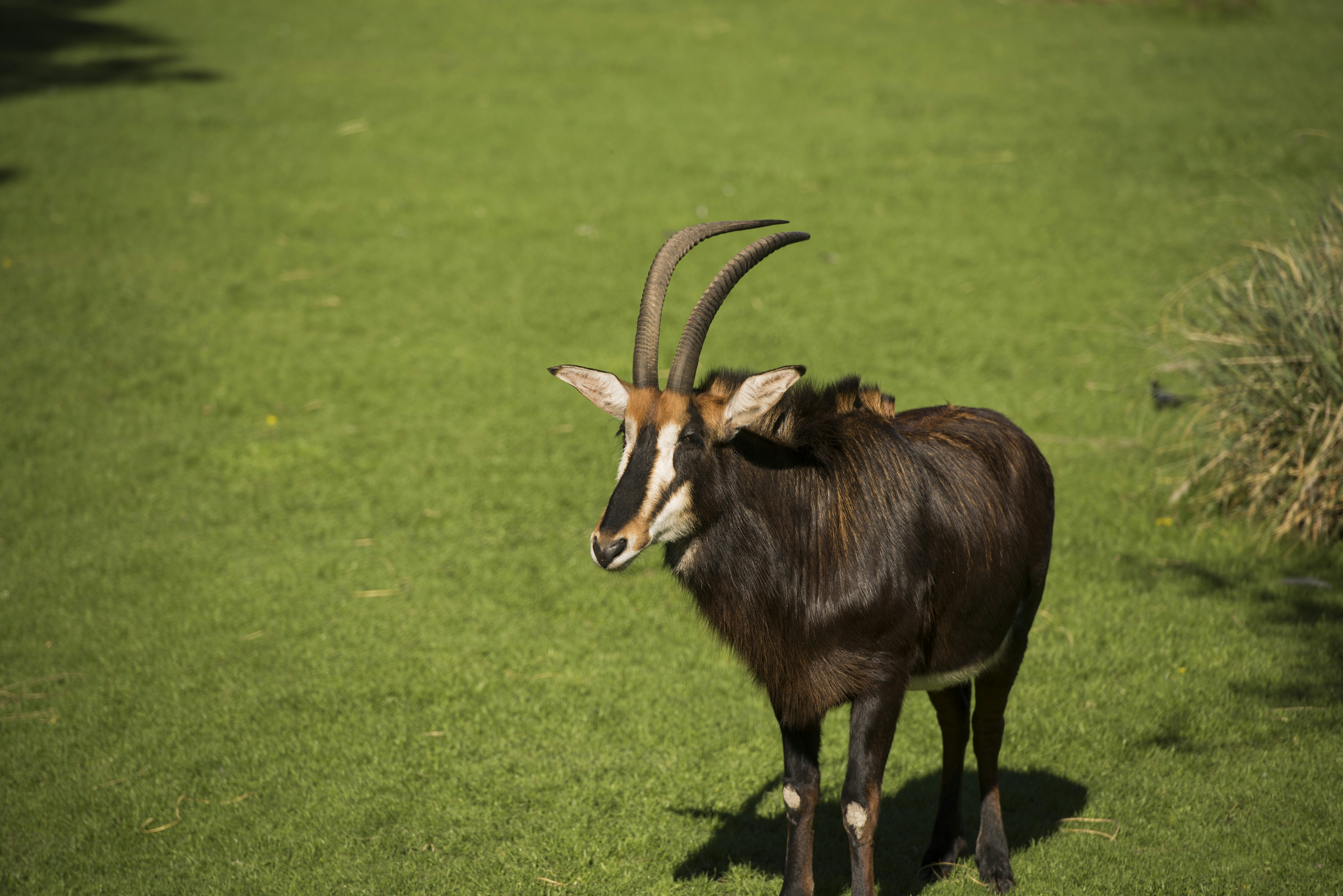 WildLife animal, at Temaiken Zoo, Buenos Aires, Argentina, 2018