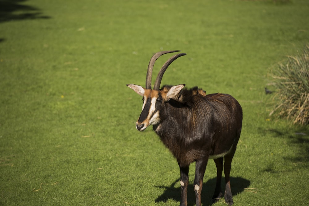 brown and black animal on green grass field during daytime