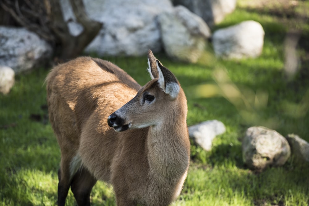 brown deer on green grass during daytime