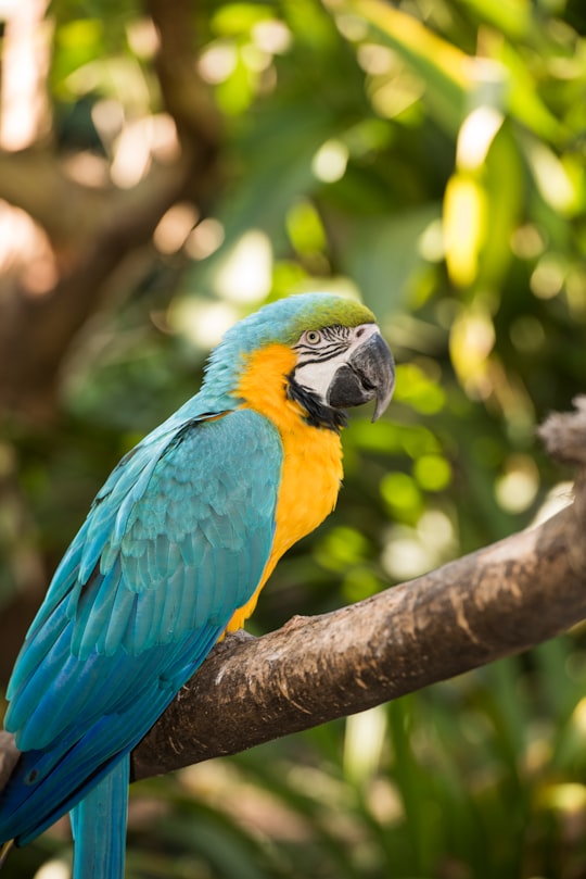 blue yellow and green parrot on brown tree branch in Temaikèn Argentina