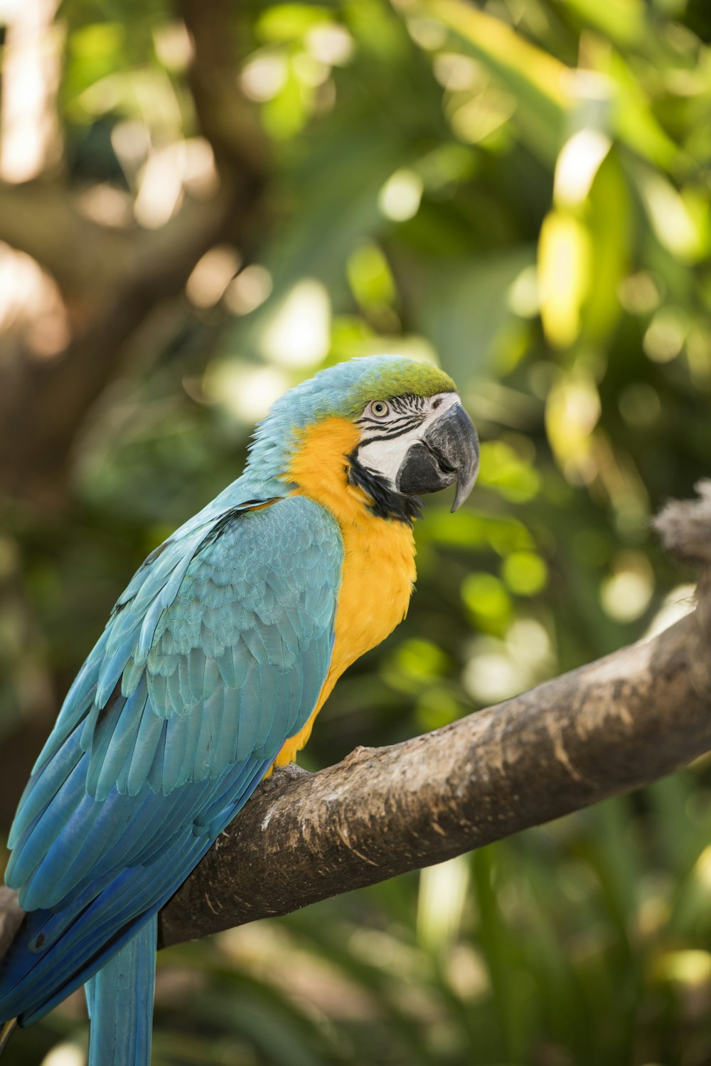 papagaio azul amarelo e verde no galho marrom da árvore