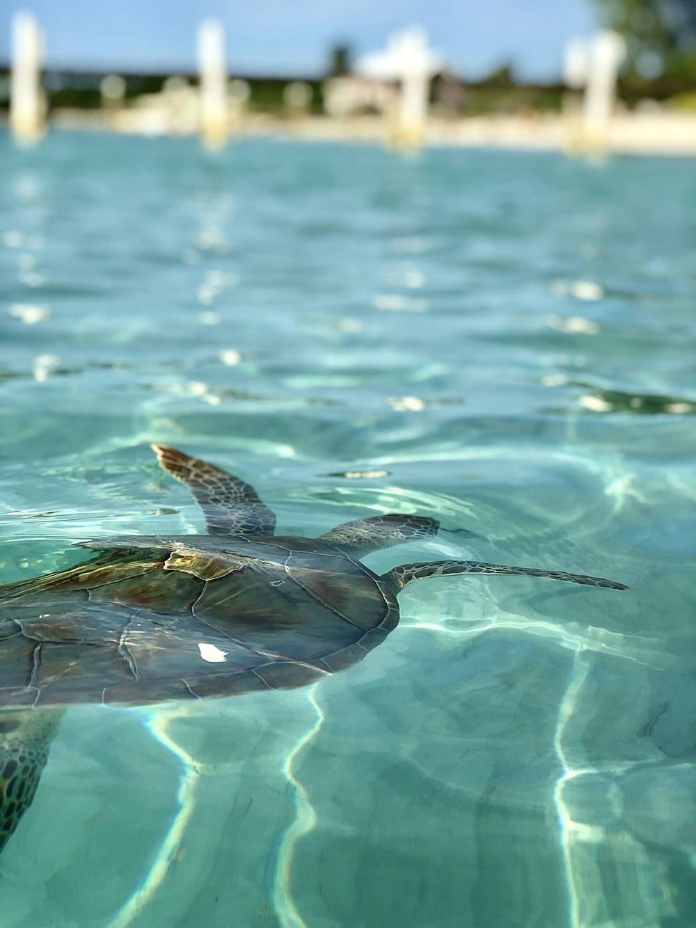 tortue brune et noire dans l’eau