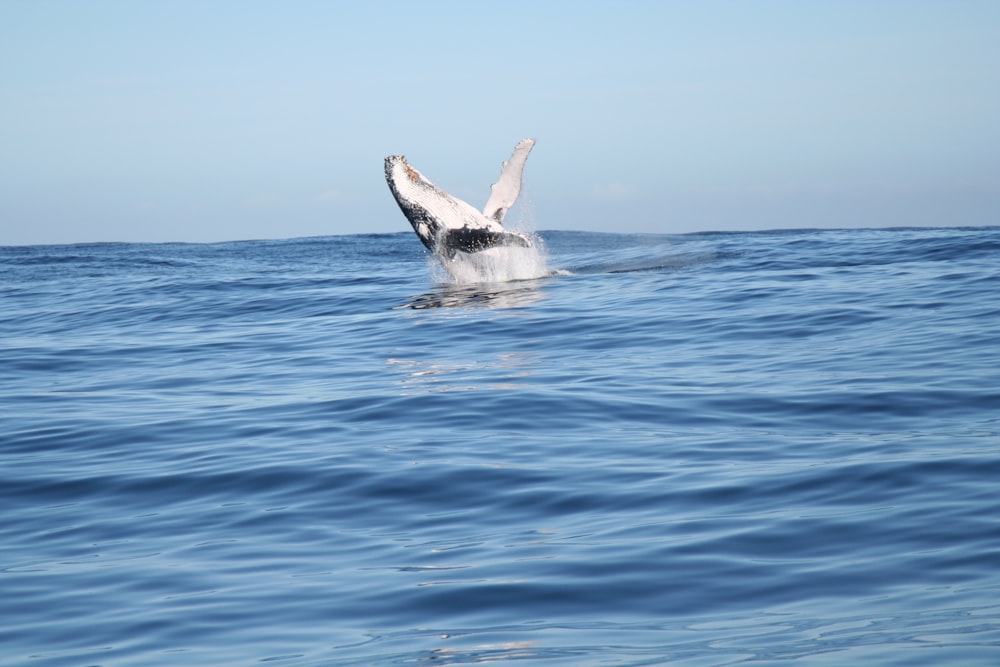 Ballena blanca y negra en el mar azul durante el día