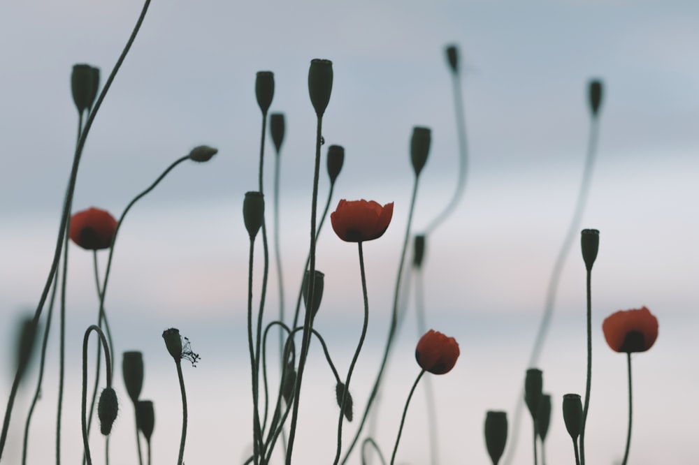 red flowers in tilt shift lens