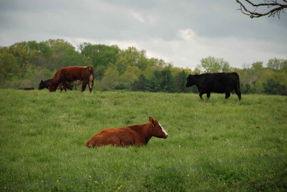 brown cow on green grass field during daytime