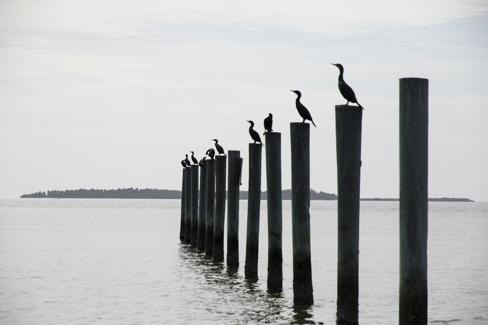 birds on wooden fence on water during daytime