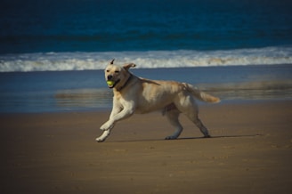 Boggy the English Labrador happily playing fetch in a sunlit park.