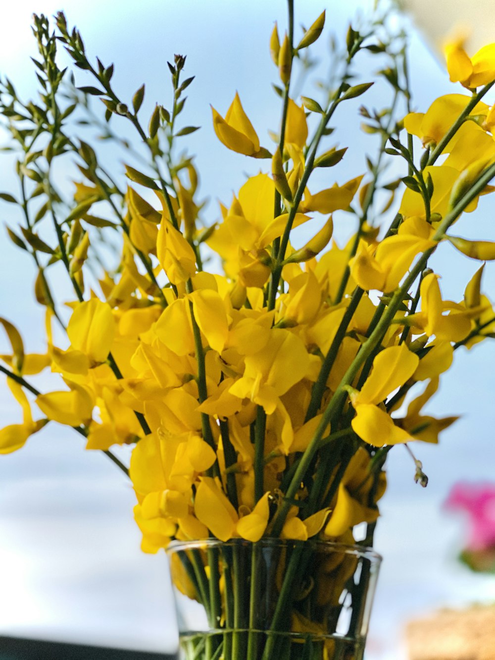 yellow daffodils in clear glass vase