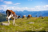Various cows graze on a lush, green alpine meadow with a backdrop of majestic mountains under a clear blue sky. Rocks are scattered across the foreground, and there is a wooden bench and pole to the right.