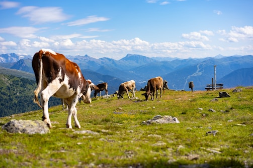 Various cows graze on a lush, green alpine meadow with a backdrop of majestic mountains under a clear blue sky. Rocks are scattered across the foreground, and there is a wooden bench and pole to the right.