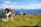 Various cows graze on a lush, green alpine meadow with a backdrop of majestic mountains under a clear blue sky. Rocks are scattered across the foreground, and there is a wooden bench and pole to the right.