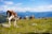Various cows graze on a lush, green alpine meadow with a backdrop of majestic mountains under a clear blue sky. Rocks are scattered across the foreground, and there is a wooden bench and pole to the right.