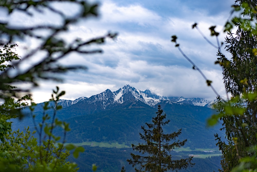 green trees near snow covered mountain during daytime