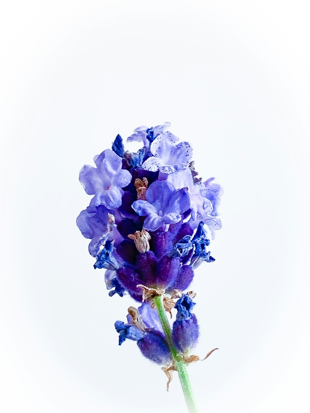 purple flower on white background