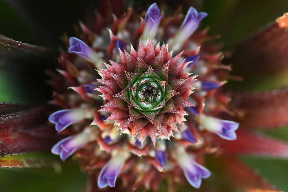 purple and green flower in macro lens photography