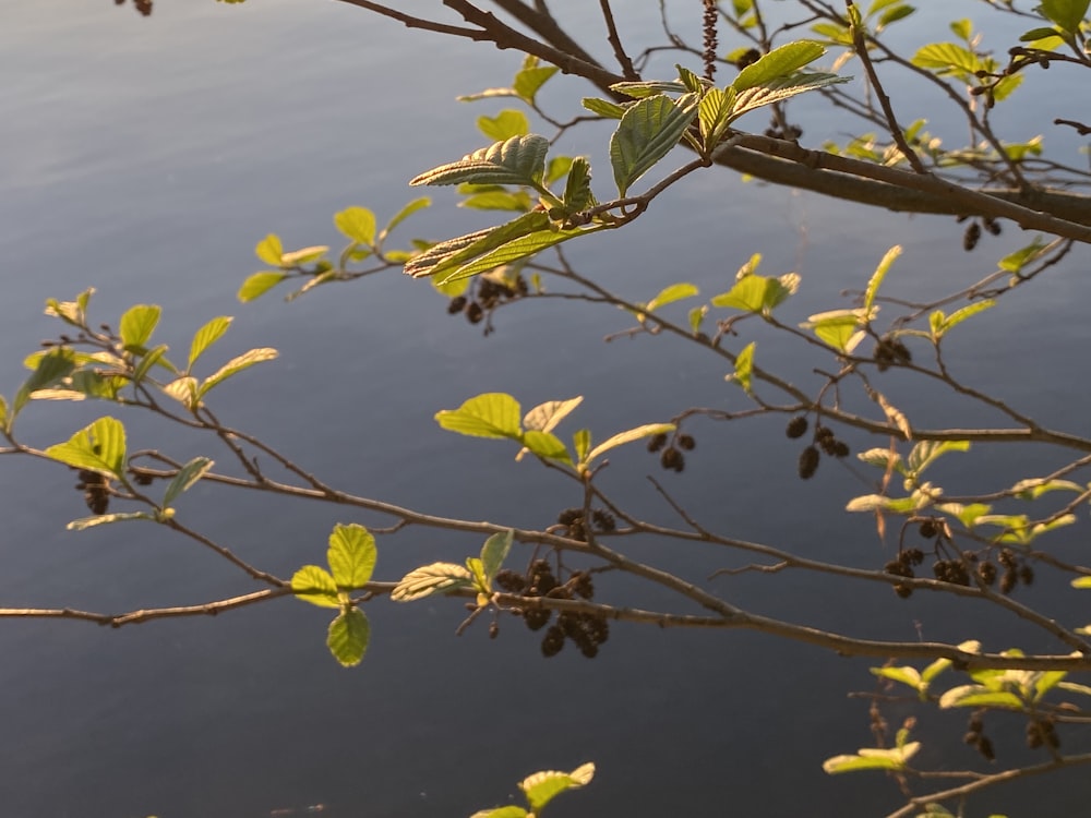 green leaves on body of water