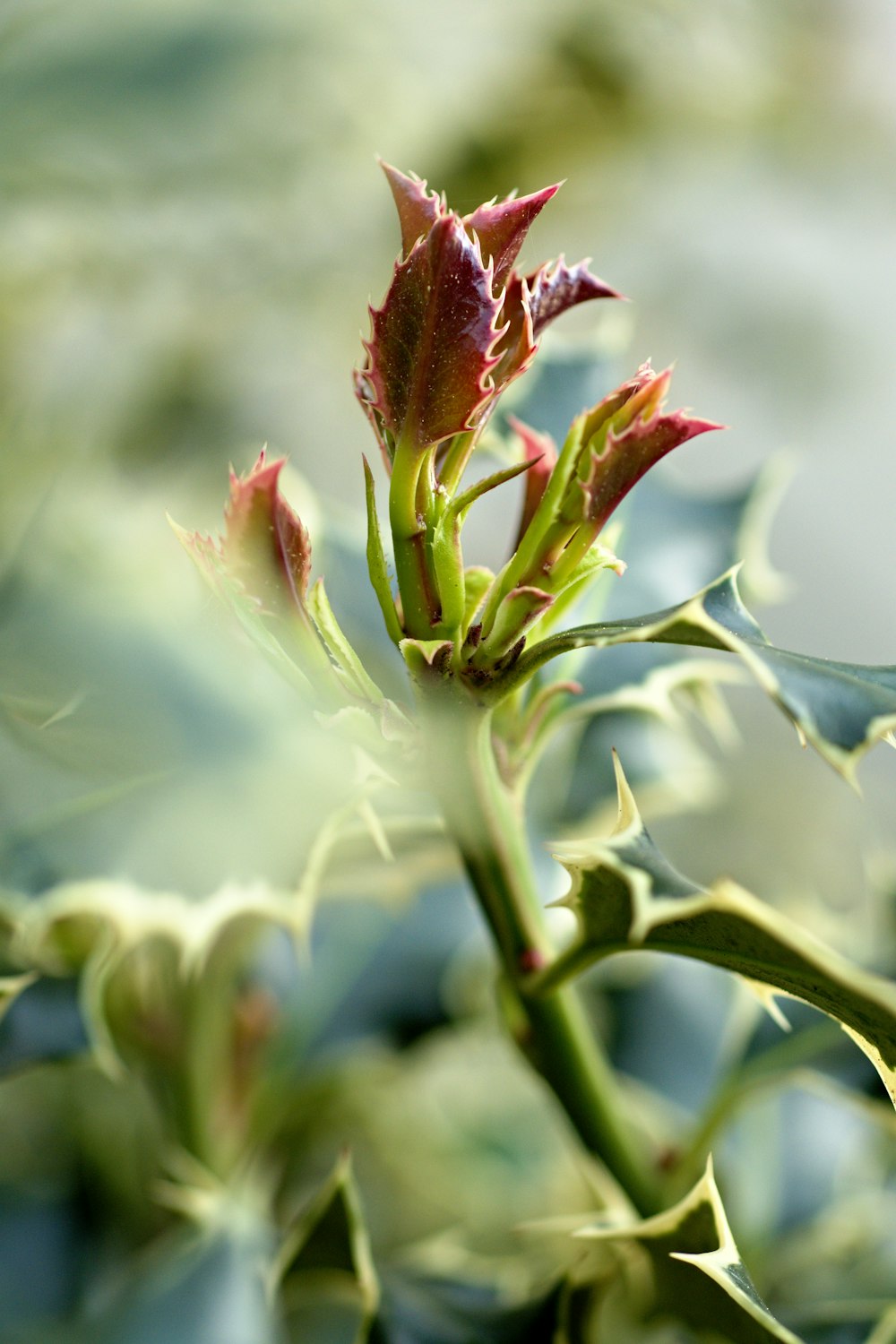 green and red flower bud