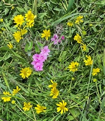 Green fields with wildflowers symbolizing sustainability and biodiversity.