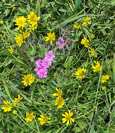 Green fields with wildflowers symbolizing sustainability and biodiversity.