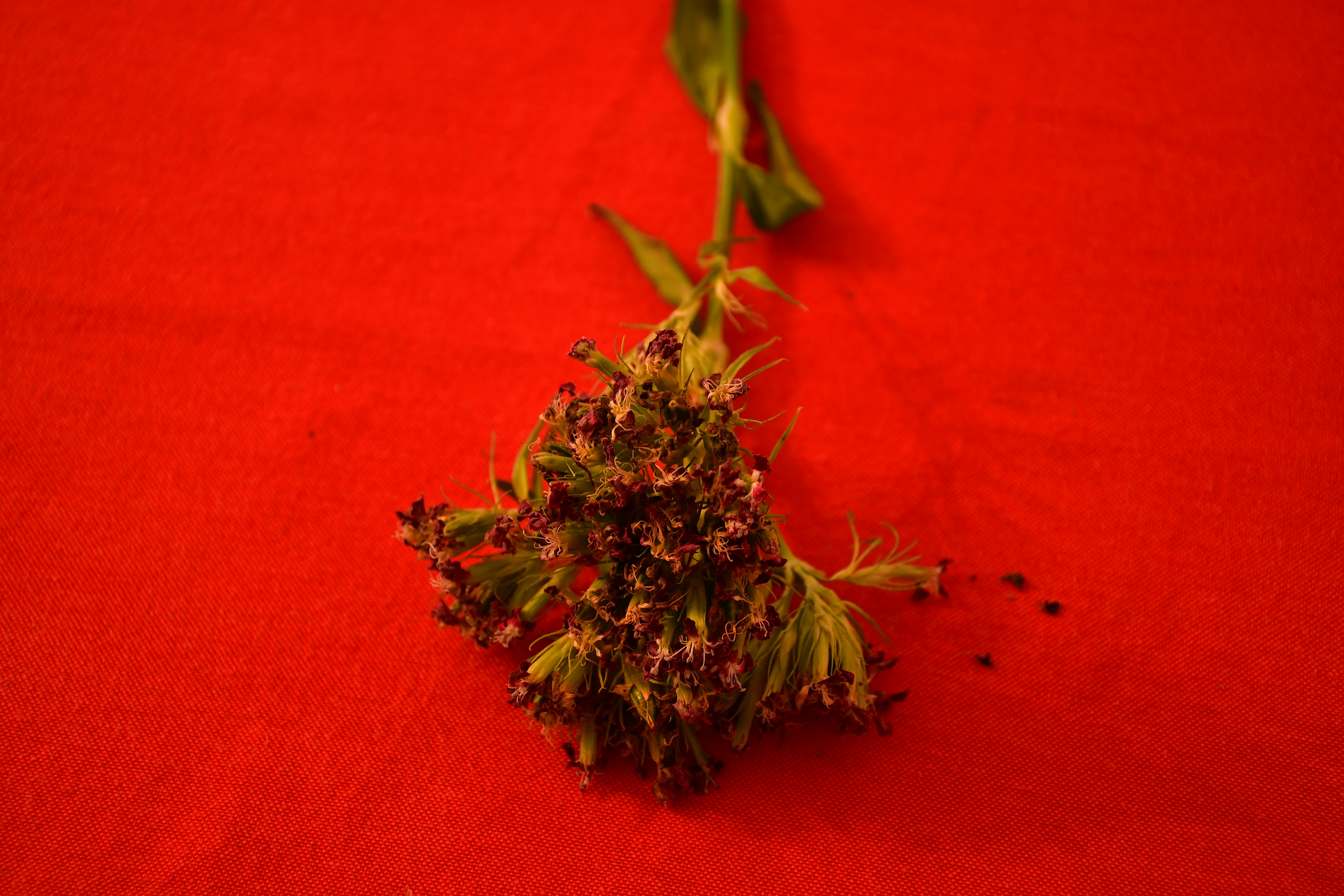 green plant on red textile