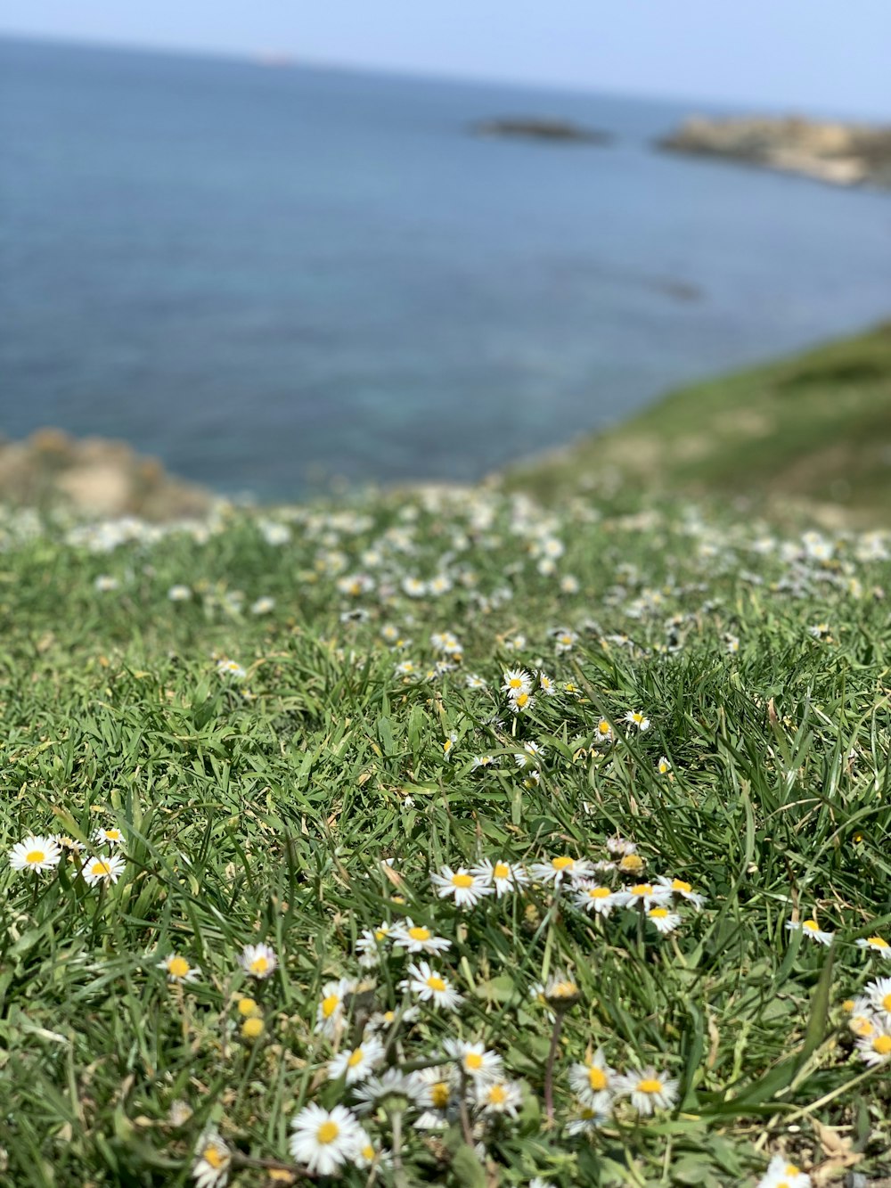 white and yellow flowers on green grass field near body of water during daytime
