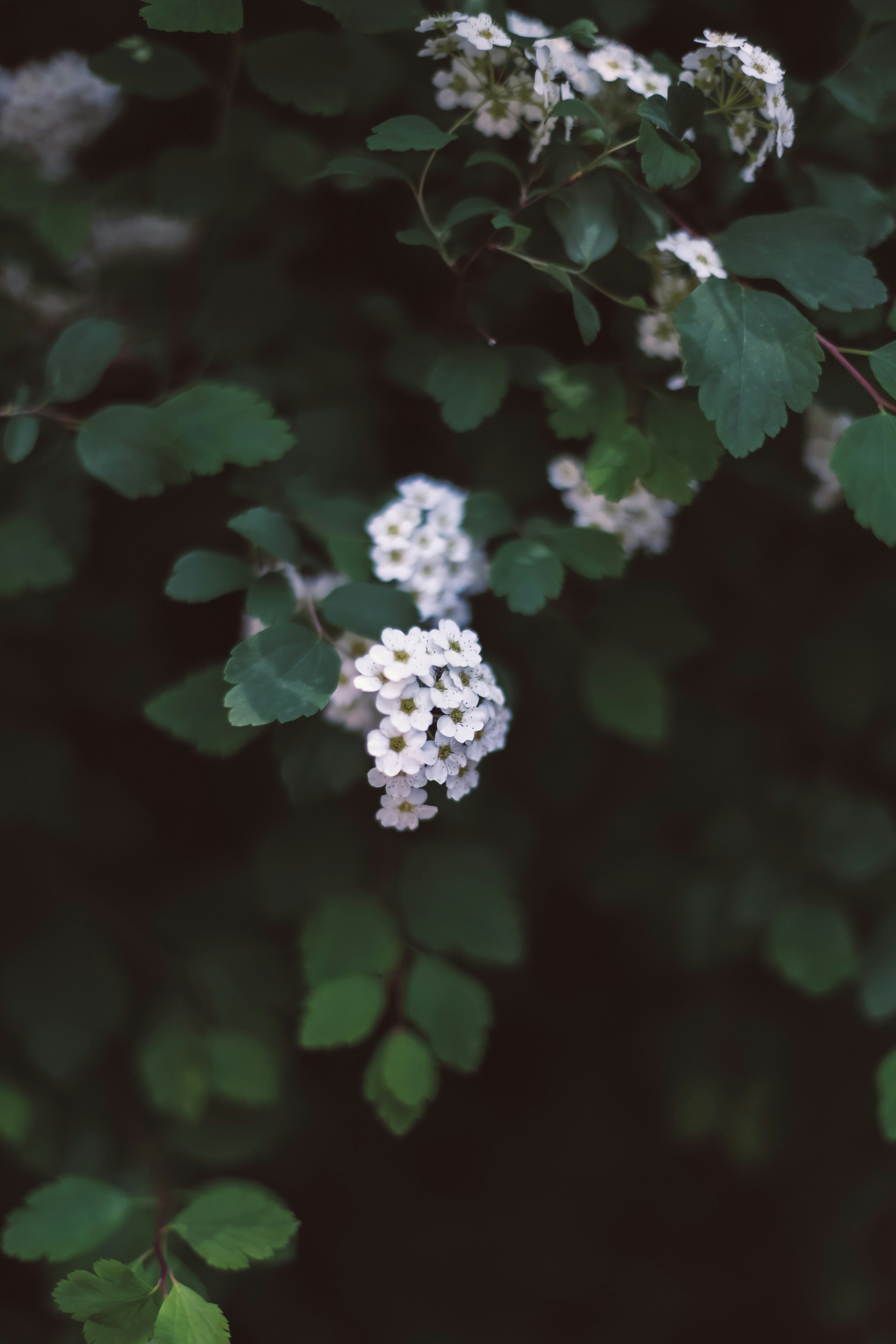 Photo by jessicalfadel