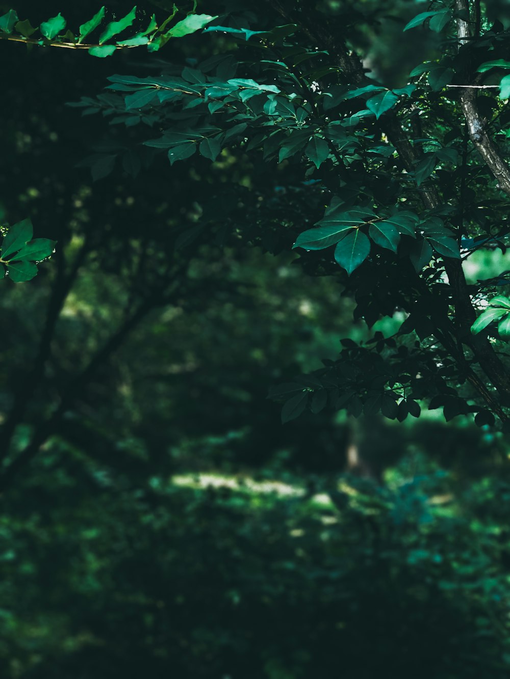 green leaves on green grass during daytime