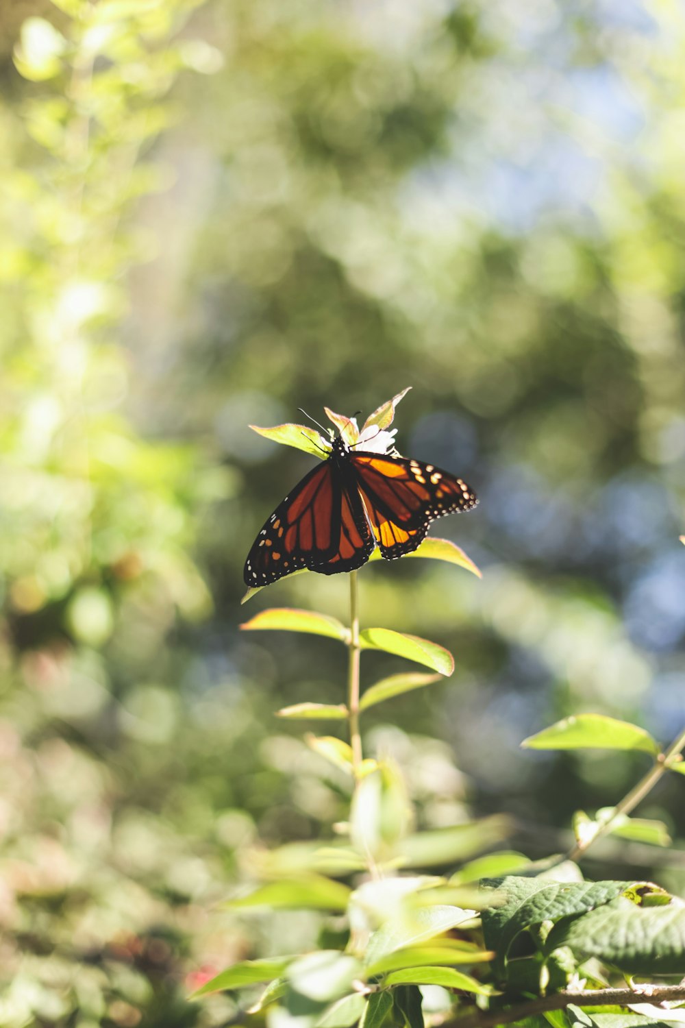 monarch butterfly perched on green leaf in close up photography during daytime