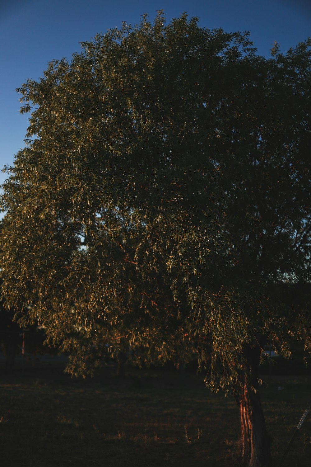 green tree under blue sky during daytime