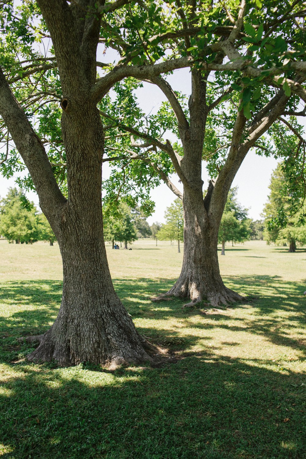 green grass field with trees during daytime