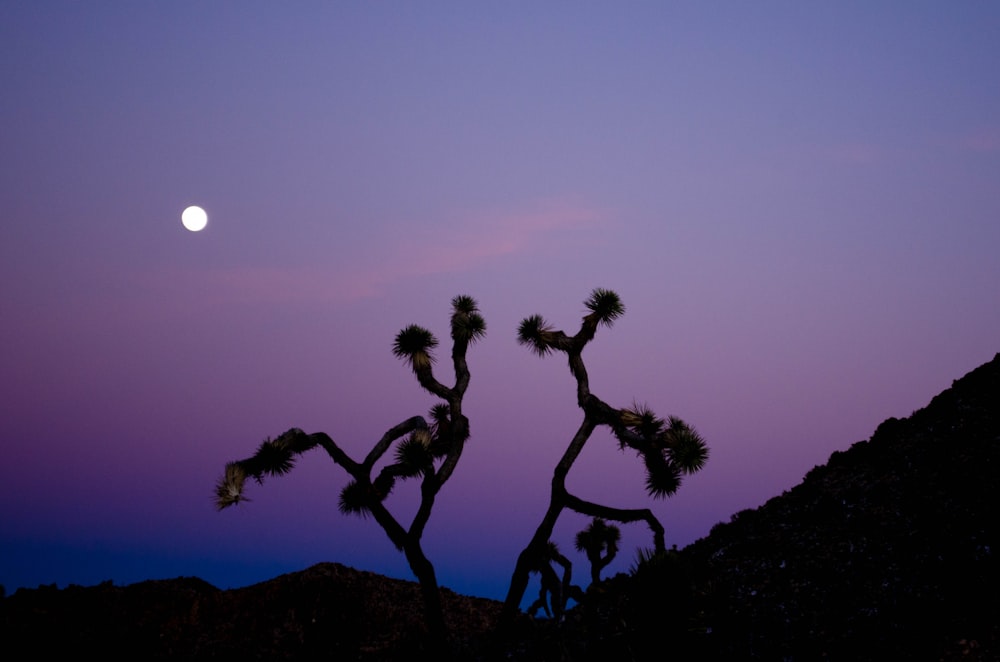 silhouette of trees during sunset