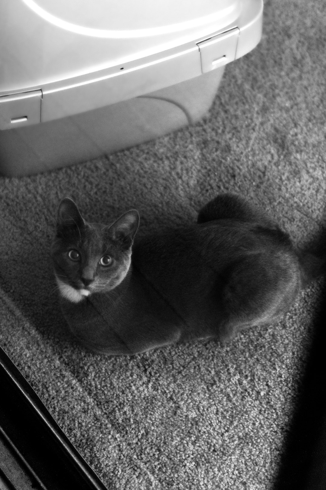 black cat on gray carpet