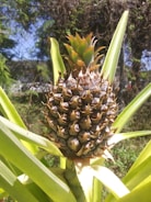A close-up of a ripe pineapple growing on a plant, surrounded by large, spiky green leaves. The background features a mix of natural foliage under bright sunlight, highlighting details on the pineapple's skin.