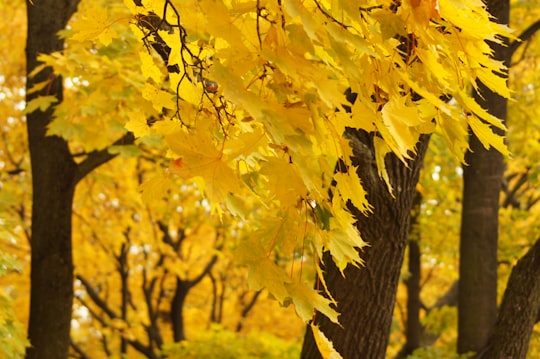 yellow leaves on tree branch during daytime in Saint Petersburg Russia