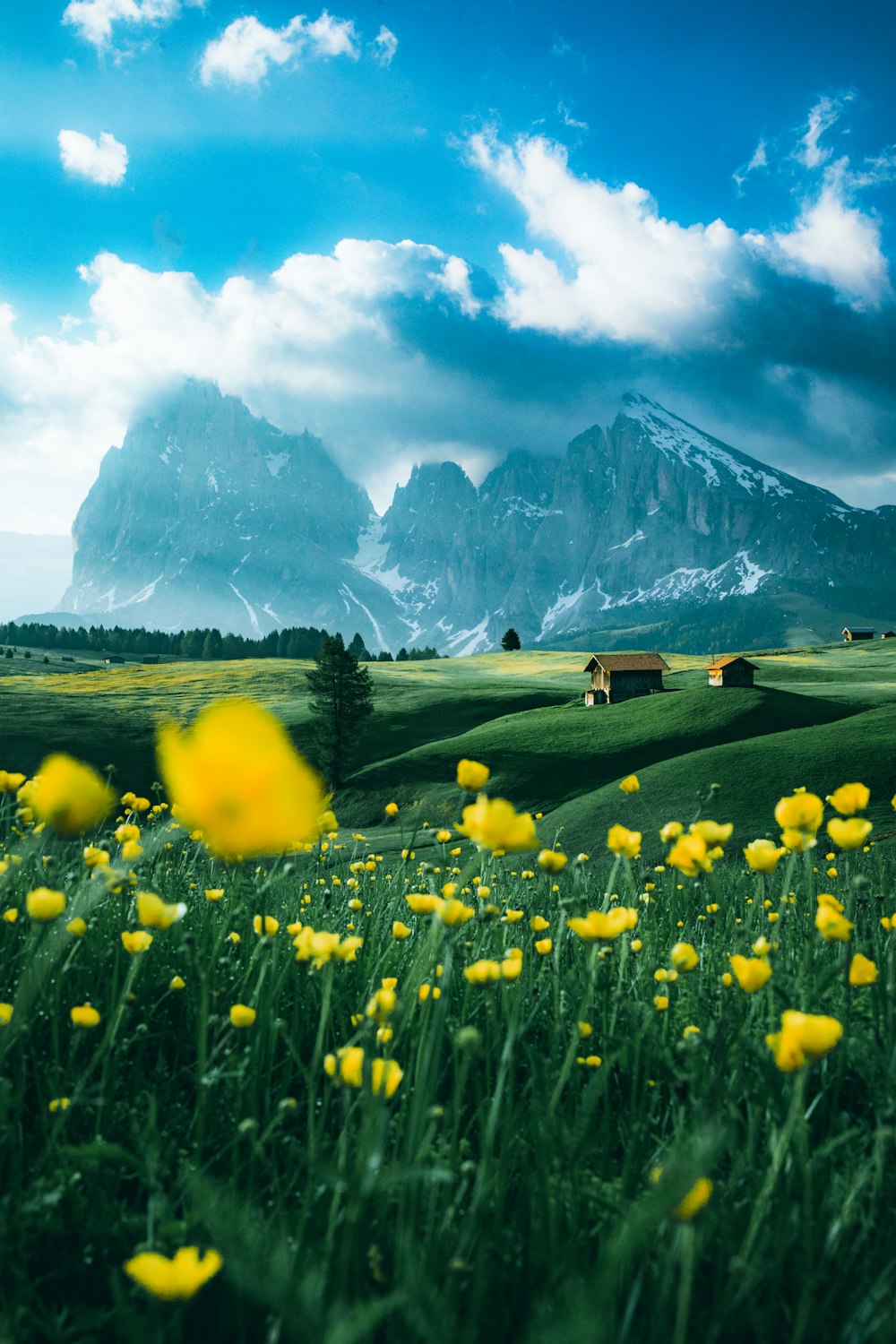 gelbes Blumenfeld in der Nähe des Berges unter blauem Himmel tagsüber