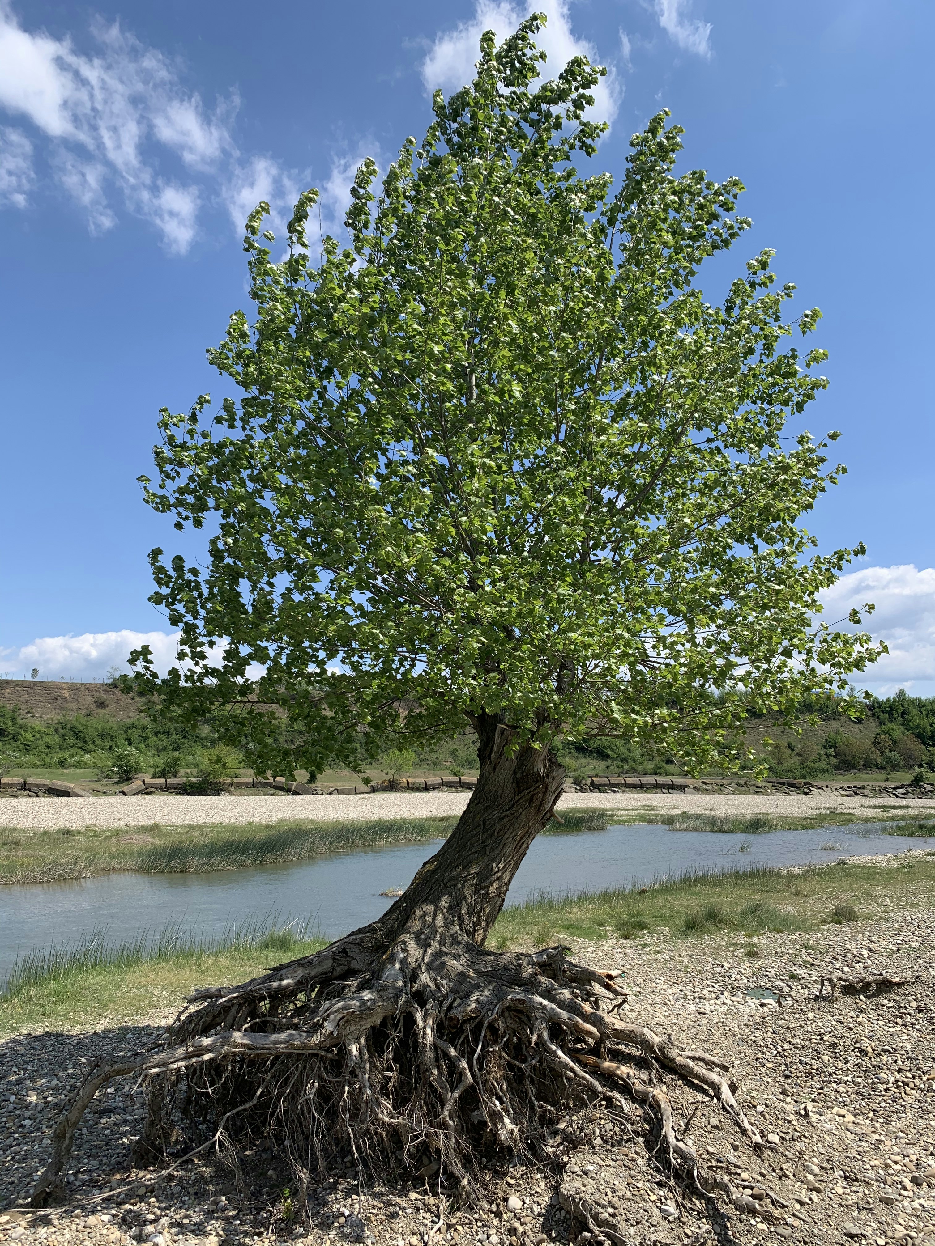 green tree near river during daytime