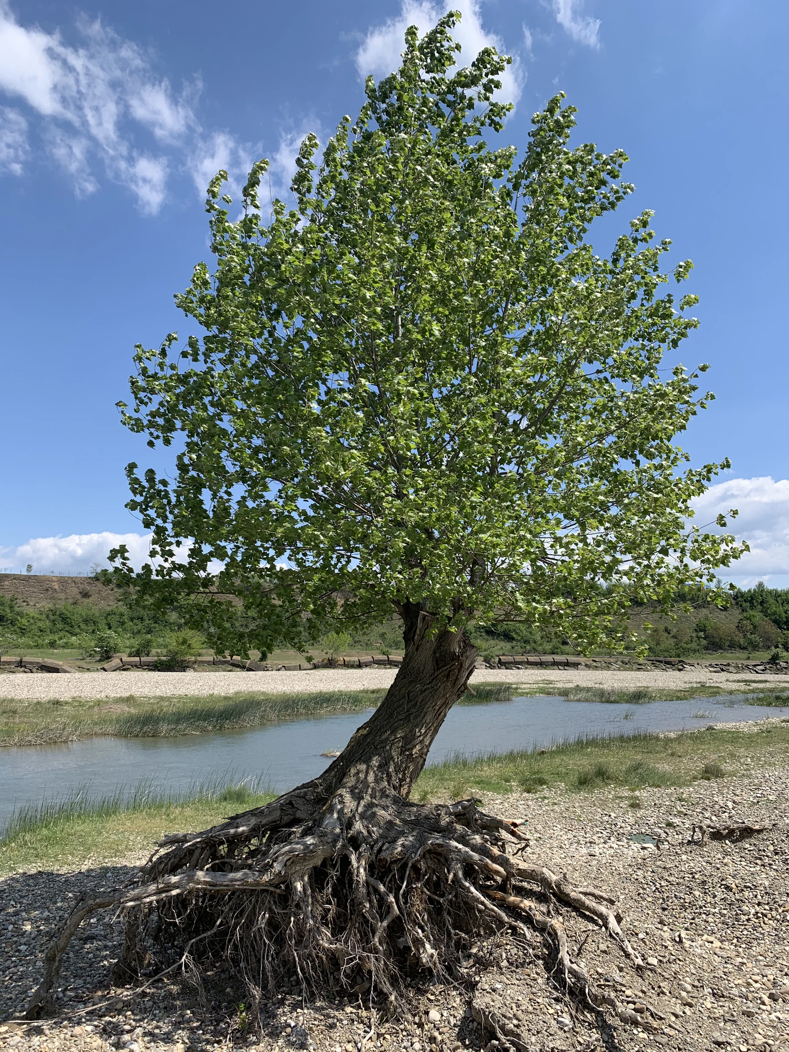A green tree growing near a flowing river, planted beside the water