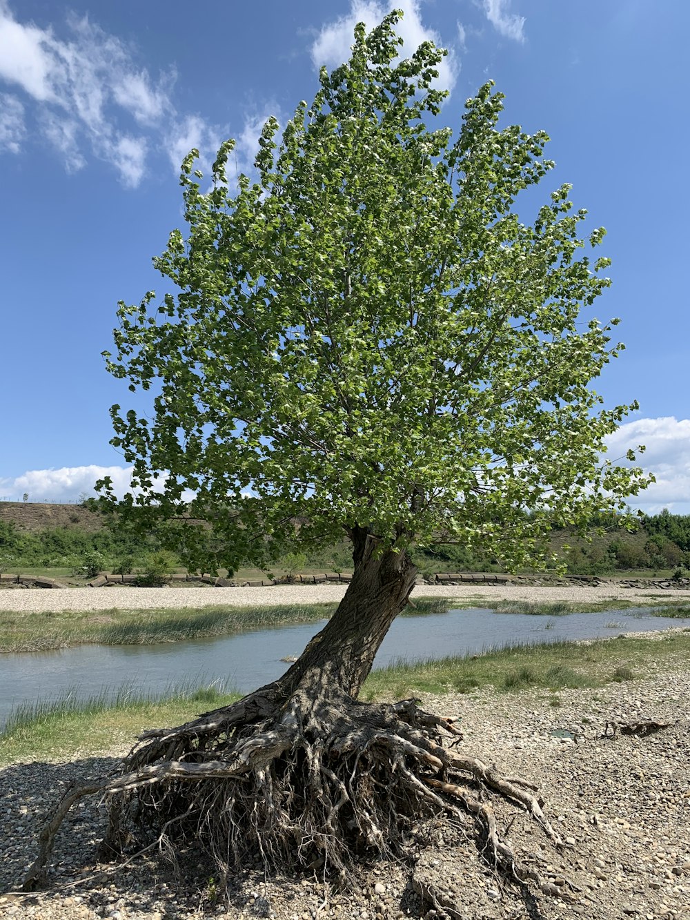 green tree near river during daytime