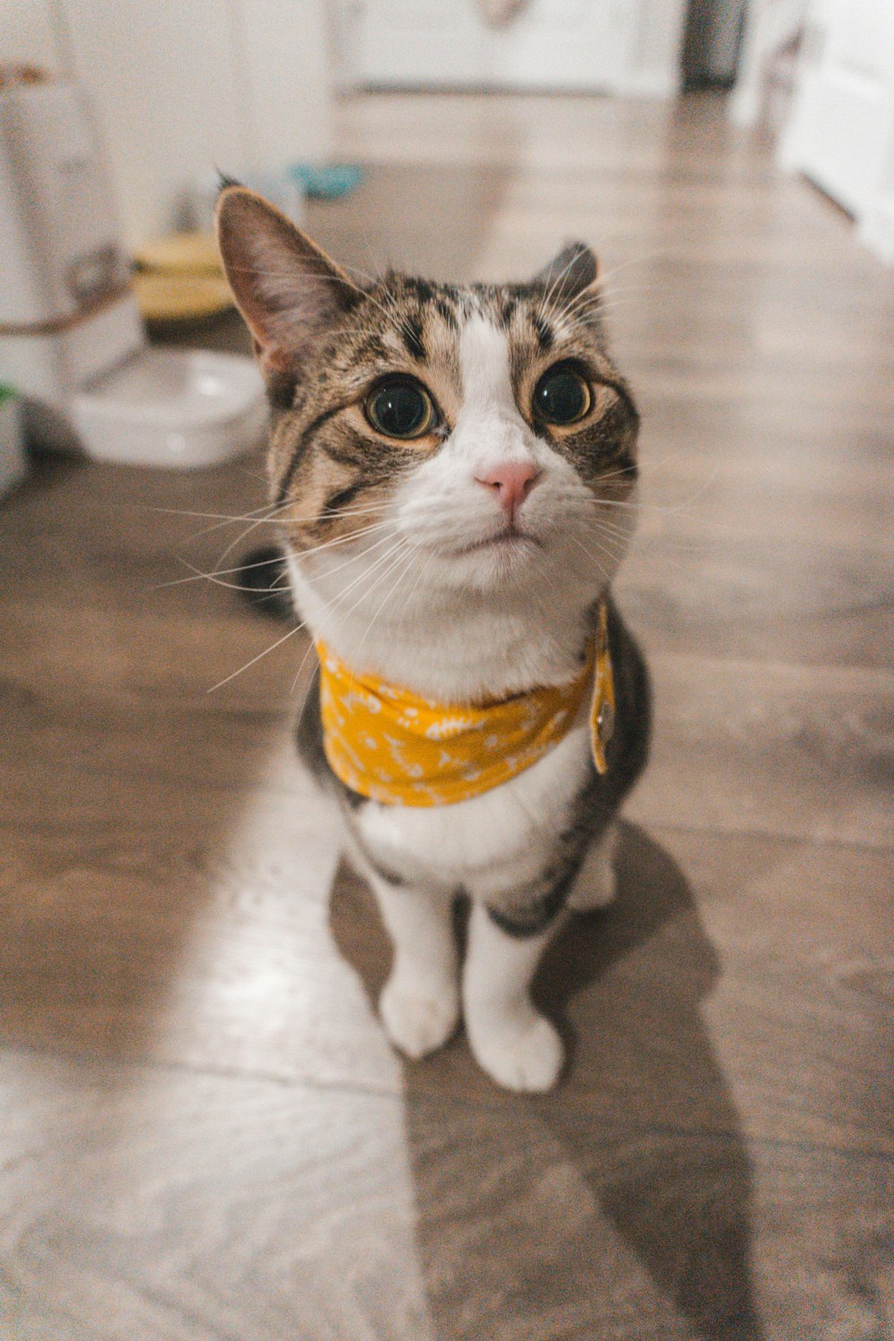white black and brown cat wearing yellow and white scarf