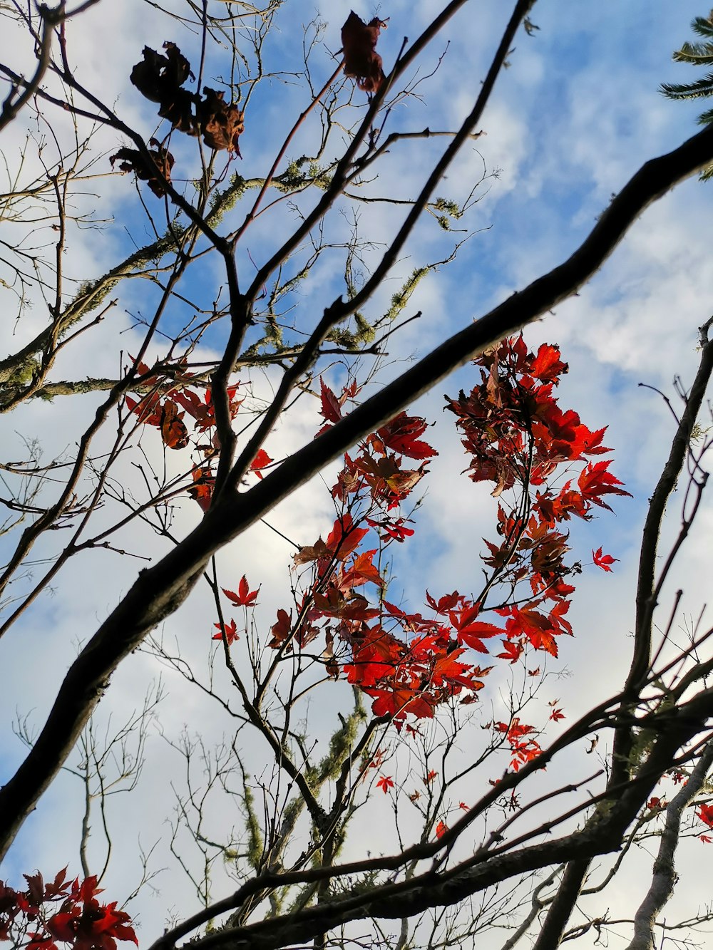 red leaves on brown tree branch during daytime