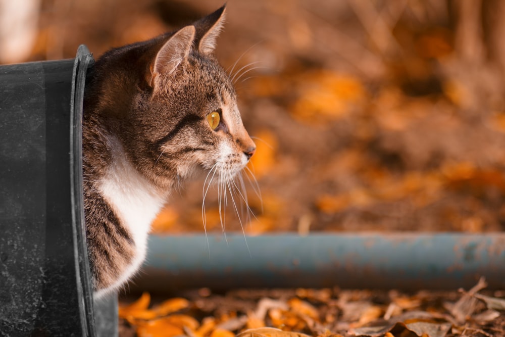 brown and white cat on brown leaves