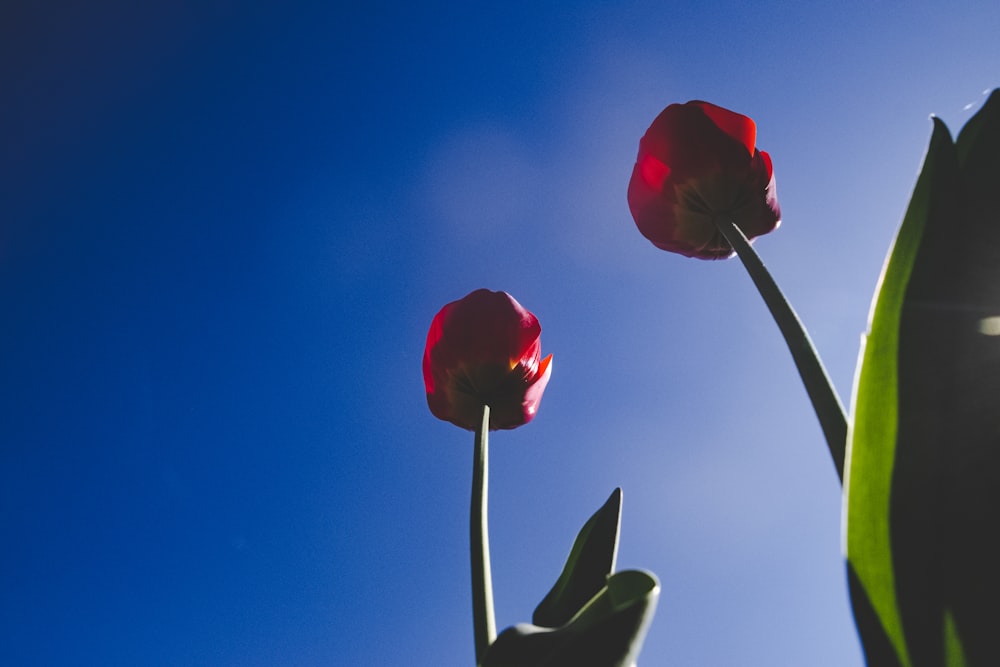 red rose in bloom during daytime