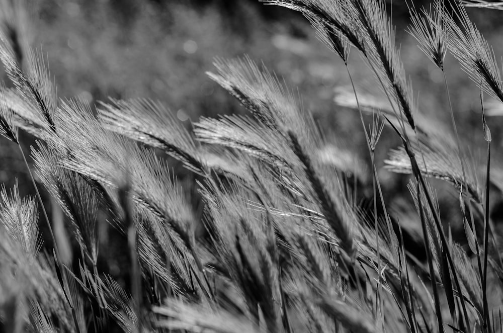 grayscale photo of wheat grass