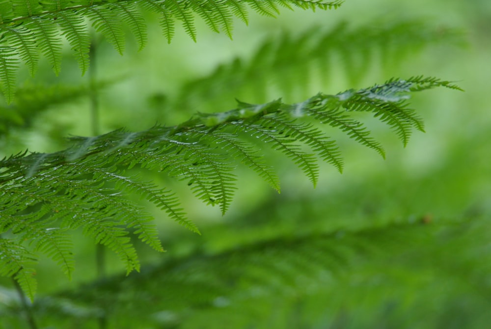 green fern plant in close up photography